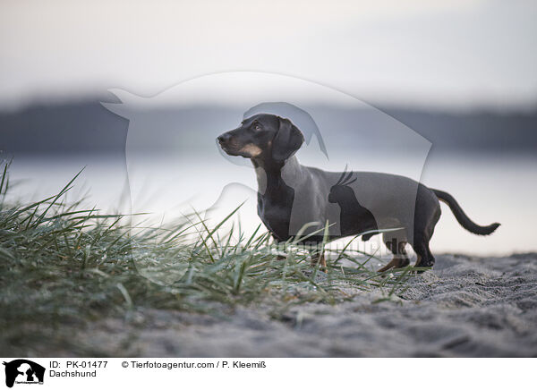 Dackel / Dachshund / PK-01477