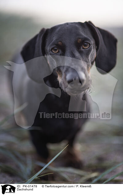 Dachshund / PK-01478