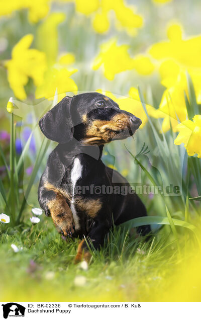 Dackel Welpe / Dachshund Puppy / BK-02336