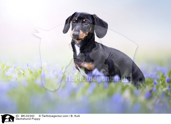 Dackel Welpe / Dachshund Puppy / BK-02340
