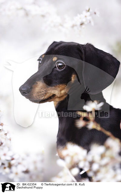 Dackel Welpe / Dachshund Puppy / BK-02354