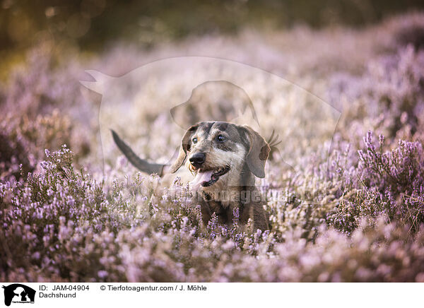 Dackel / Dachshund / JAM-04904