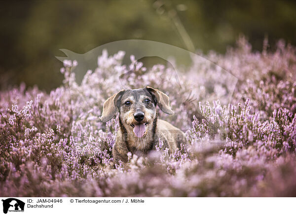 Dackel / Dachshund / JAM-04946