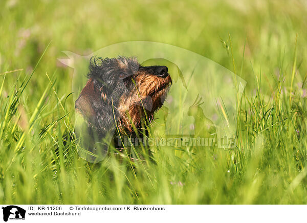 rauhaariger Dackel / wirehaired Dachshund / KB-11206