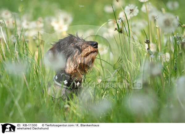 rauhaariger Dackel / wirehaired Dachshund / KB-11300