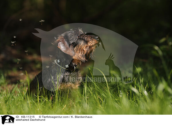 wirehaired Dachshund / KB-11315