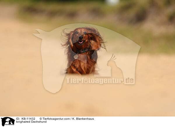 longhaired Dachshund / KB-11432