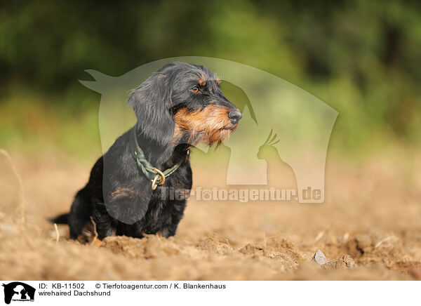 rauhaariger Dackel / wirehaired Dachshund / KB-11502