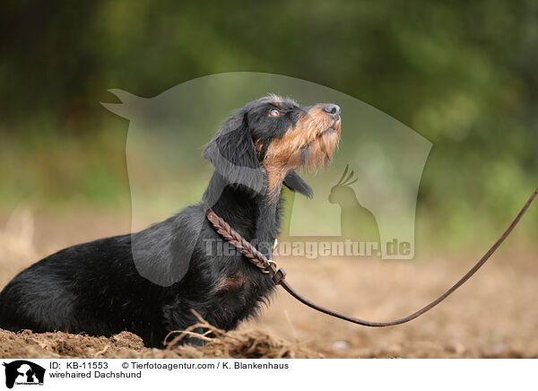 rauhaariger Dackel / wirehaired Dachshund / KB-11553