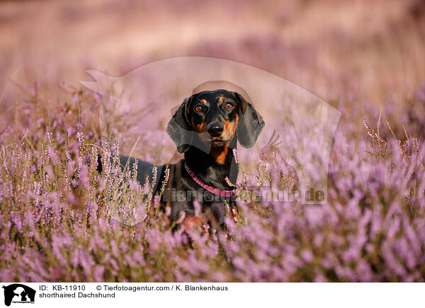 shorthaired Dachshund / KB-11910
