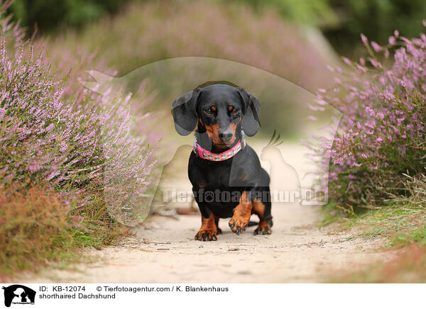 kurzhaariger Dackel / shorthaired Dachshund / KB-12074