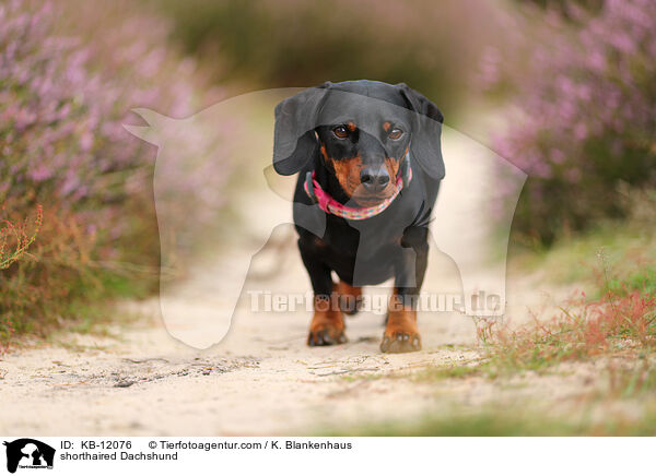 kurzhaariger Dackel / shorthaired Dachshund / KB-12076