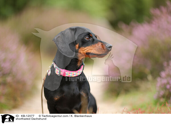 kurzhaariger Dackel / shorthaired Dachshund / KB-12077