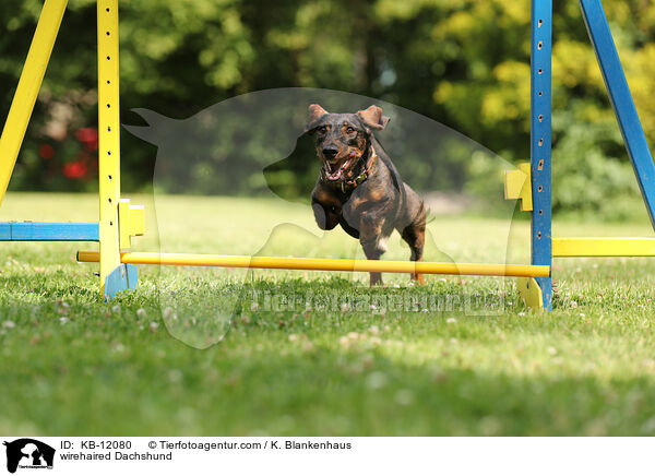 rauhaariger Dackel / wirehaired Dachshund / KB-12080
