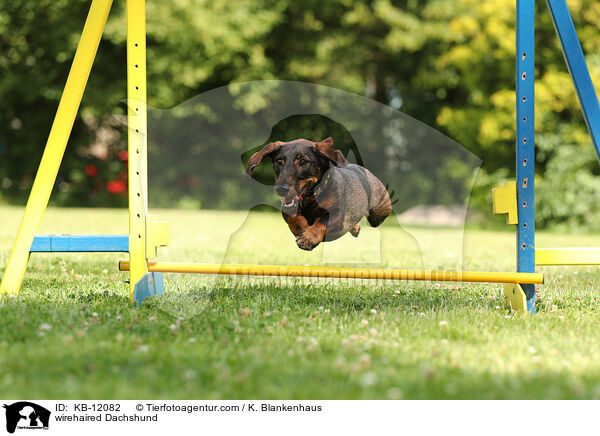 rauhaariger Dackel / wirehaired Dachshund / KB-12082