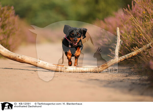 kurzhaariger Dackel / shorthaired Dachshund / KB-12091