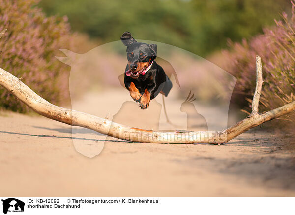 shorthaired Dachshund / KB-12092