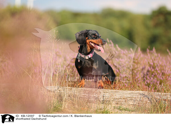 kurzhaariger Dackel / shorthaired Dachshund / KB-12097