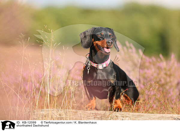 shorthaired Dachshund / KB-12099