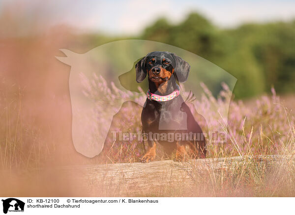 kurzhaariger Dackel / shorthaired Dachshund / KB-12100