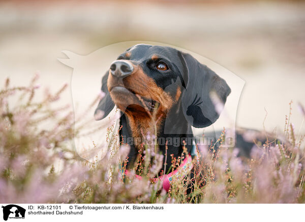 shorthaired Dachshund / KB-12101