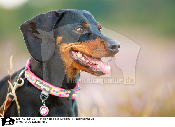 kurzhaariger Dackel / shorthaired Dachshund / KB-12103