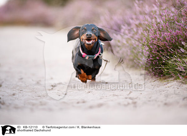 kurzhaariger Dackel / shorthaired Dachshund / KB-12110