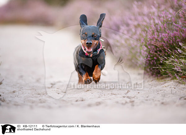 shorthaired Dachshund / KB-12111