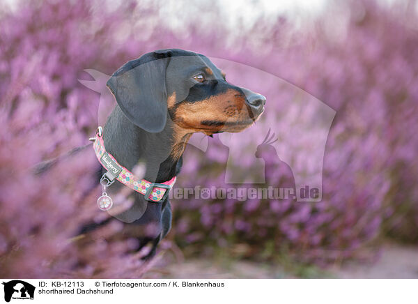 kurzhaariger Dackel / shorthaired Dachshund / KB-12113