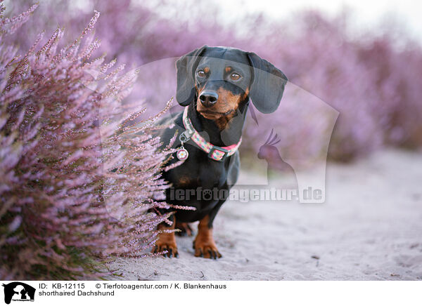 kurzhaariger Dackel / shorthaired Dachshund / KB-12115