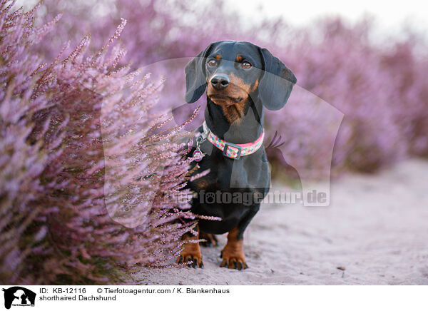 kurzhaariger Dackel / shorthaired Dachshund / KB-12116