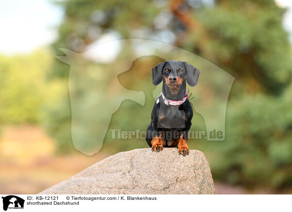 kurzhaariger Dackel / shorthaired Dachshund / KB-12121