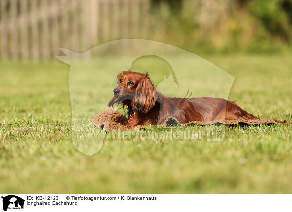 longhaired Dachshund / KB-12123