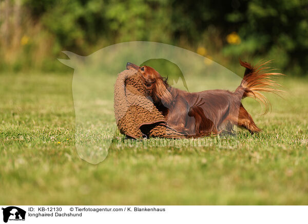 langhaariger Dackel / longhaired Dachshund / KB-12130