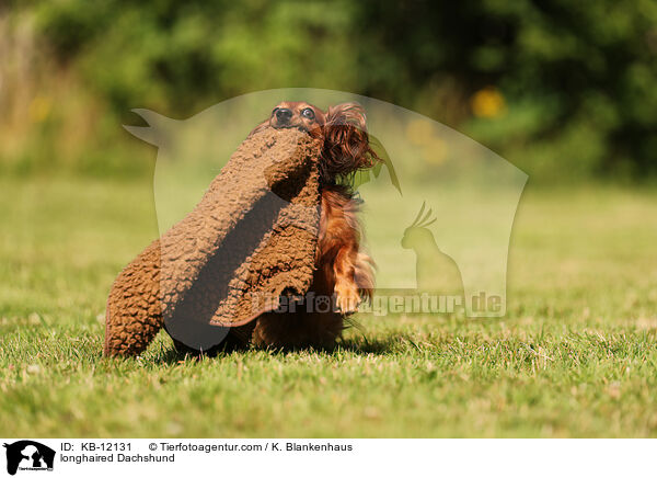 langhaariger Dackel / longhaired Dachshund / KB-12131