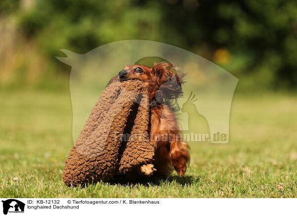 longhaired Dachshund / KB-12132