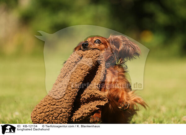 langhaariger Dackel / longhaired Dachshund / KB-12134