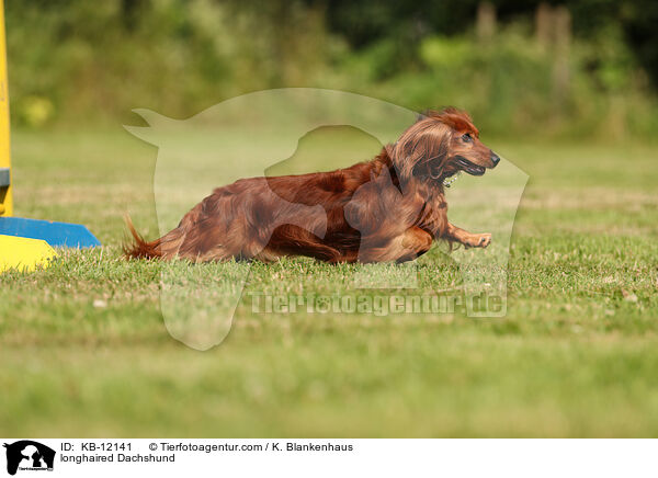 longhaired Dachshund / KB-12141