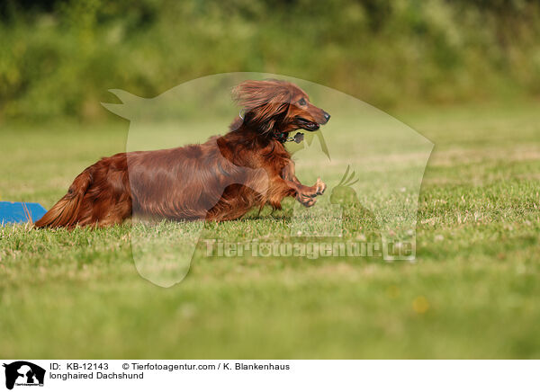 longhaired Dachshund / KB-12143
