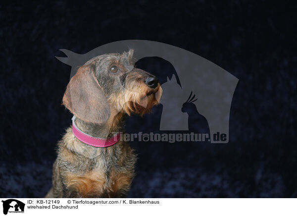 rauhaariger Dackel / wirehaired Dachshund / KB-12149