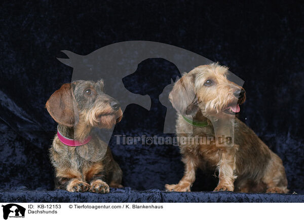 Dackel / Dachshunds / KB-12153