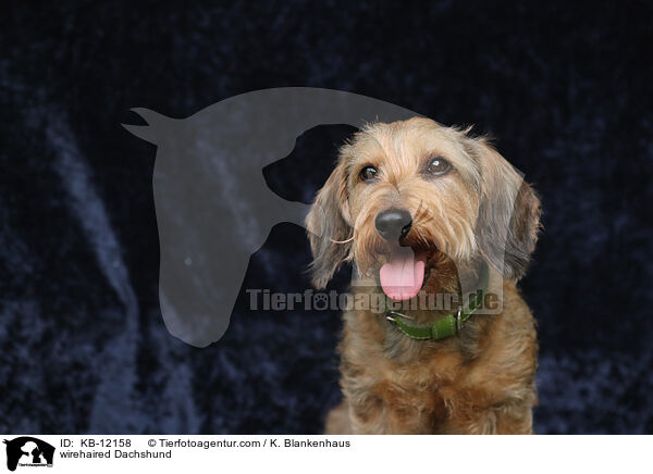 wirehaired Dachshund / KB-12158