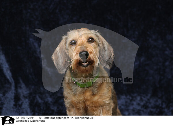 rauhaariger Dackel / wirehaired Dachshund / KB-12161