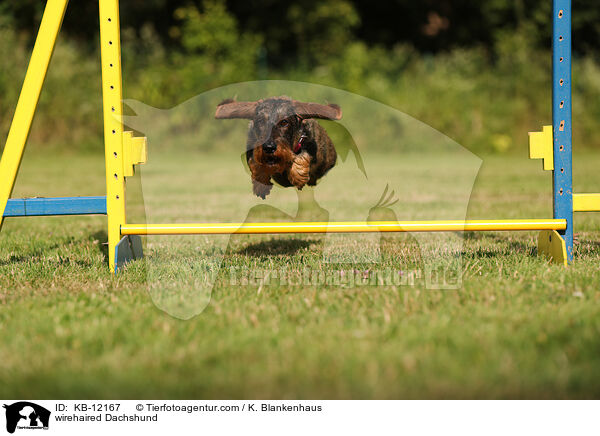 rauhaariger Dackel / wirehaired Dachshund / KB-12167