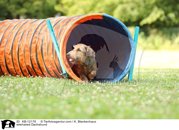 rauhaariger Dackel / wirehaired Dachshund / KB-12176