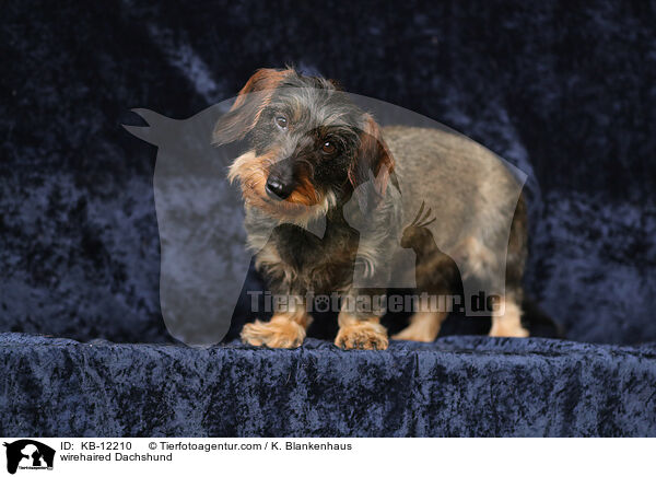 rauhaariger Dackel / wirehaired Dachshund / KB-12210