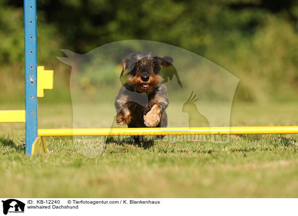 rauhaariger Dackel / wirehaired Dachshund / KB-12240