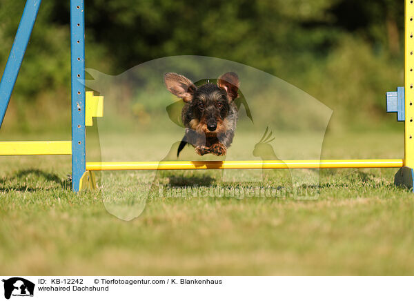 rauhaariger Dackel / wirehaired Dachshund / KB-12242