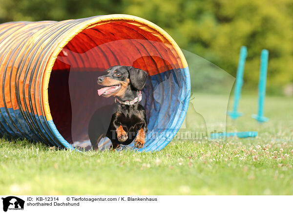 kurzhaariger Dackel / shorthaired Dachshund / KB-12314