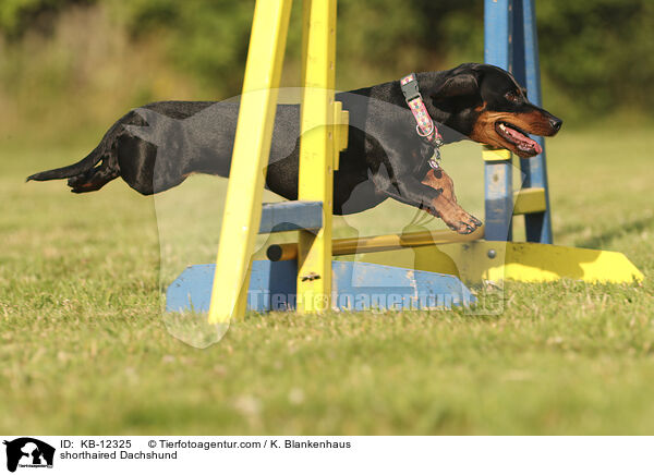 kurzhaariger Dackel / shorthaired Dachshund / KB-12325